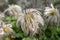 Fluffy heads of clematis seeds in late summer or autumn, faded flowers with silver balls of seeds, close up