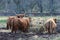 Fluffy highland cattle eating hay in the farm