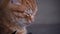 Fluffy Homeless Cat Sits Alone, Muzzle Close-up