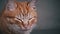 Fluffy Homeless Cat Sits Alone, Muzzle Close-up