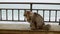 Fluffy homeless cat sits on the embankment near the sea and looks at the camera