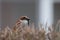 Fluffy house sparrow male protecting his territory