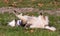 fluffy husky lying on the grass on her back