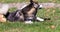 Fluffy husky lying on the grass on her back