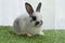 Fluffy infant rabbit bunny sitting green grass in spring summer background. Lovely infant dwarf bunny black white rabbit playful
