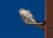 Fluffy kestrel perched atop a metal pole, its head bowed in a contemplative stance