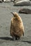 Fluffy King penguin chick