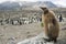 Fluffy King penguin chick