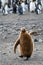 Fluffy King Penguin chick walking on the beach