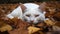 Fluffy kitten lounges in autumn forest grass generated by AI