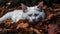 Fluffy kitten naps on autumn leaves peacefully generated by AI