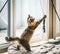 Fluffy kitten playing with cat toy at window