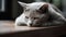 Fluffy kitten resting on soft sofa indoors generated by AI