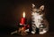 Fluffy kitten sitting next to a Christmas candle