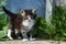 Fluffy kitten stands on a background of green plants