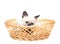 Fluffy kitten straw basket