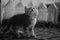 Fluffy kitten walk on the carpet. Against the background of a row of five liter water bottles. BW photo