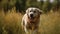 A fluffy Labrador Retriever playing fetch in a grassy field created with Generative AI