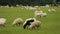 Fluffy lambs eating lush green grass, rural farming business, wool production