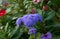 Fluffy lavender-blue ageratum flowers
