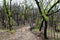 Fluffy leafed trees regeneration after bush fires