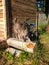 Fluffy light brown stray cat stretches and scratches claws on a log near a country house, in the sun in the spring.