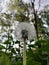 A fluffy light dandelion looks into the summer sky.