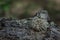 Fluffy light green lichen on embossed textured gray bark of coniferous tree, close-up