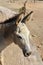 Fluffy Light Grey Donkey in Aruban Desert