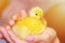 Fluffy little yellow domestic duckling on human hands