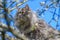 A fluffy long-haired, smoky-grey cat with yellow eyes walks in the branches of trees