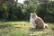 fluffy longhair cat sitting on grass observing territory