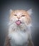 fluffy longhair cat sticking out tongue grooming fur making funny face