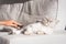 Fluffy longhaired cat is very happy to be brushed. Man combing his lovely pet. Comb brush for pets