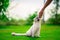 Fluffy lovely persian grey and white cat with closed eyes and open mouth sitting on the green grass.Man petting cat