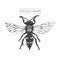 Fluffy macro drawn cicada killer in full length