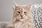 Fluffy Maine Coon cat relaxing on sofa