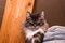 fluffy maine coon cat spleeps in its bed with closed eyes