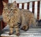 Fluffy Mainecoon cat