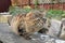 Fluffy Mainecoon cat