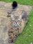 Fluffy Mainecoon cat