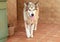 Fluffy Malamute dog showing tongue