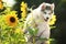 Fluffy Malamute puppy among sunflowers