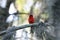 Fluffy Male red Northern cardinal bird Cardinalis cardinalis perches on a tree