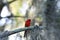 Fluffy Male red Northern cardinal bird Cardinalis cardinalis perches on a tree
