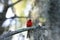 Fluffy Male red Northern cardinal bird Cardinalis cardinalis perches on a tree