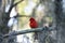 Fluffy Male red Northern cardinal bird Cardinalis cardinalis perches on a tree