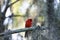 Fluffy Male red Northern cardinal bird Cardinalis cardinalis perches on a tree