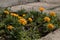 Fluffy marigolds bloom in the moist soil of a home flower bed, stretch to the sun. on a gray background