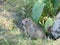 Fluffy marmot in nature in a daylight